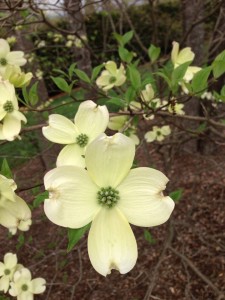 Dogwood 2015 2