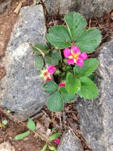 pink flowering strawberry 2015