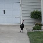 Talking Turkey at Easter