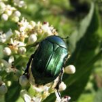 June Bug Green!